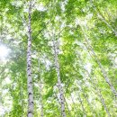 원대리 자작나무숲 이미지