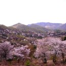 4월20일(토) 산꽃세상, 산꽃풍경 - 충남 금산 보곡산골 산꽃술래길 꽃길따라 걷기 이미지