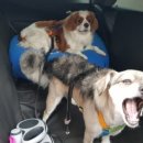 Paxi(팩시) 이미지