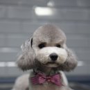 펫살롱모우 이미지