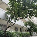 [임장일지_1] 마포 태영 아파트(대흥 태영), 입지와 시세 (24.09)