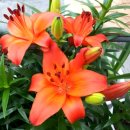 묵호항수변공원 이미지