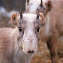 사이가산양 [Saiga antelope] 이미지