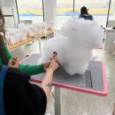 정애견미용학원 티스토리