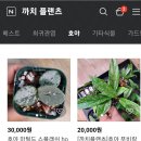 까치스토어 이미지