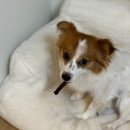 댕댕과자점 이미지