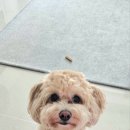 웅이네 온라인 이미지