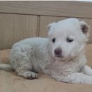 부여농협주유소 이미지