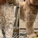 신박하개 이미지