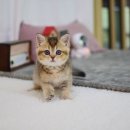 대구고양이분양 나비캣 이미지