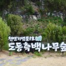 측백나무숲 주차장 이미지