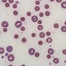 댕댕이 머리하는 날 이미지