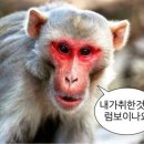 디퍼(Deeper)