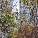 트리지움치과의원 이미지