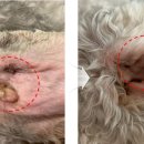 펫힐링센터 이미지