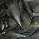 조개시장 이미지