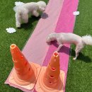 맘바이 루프탑 테라스 강아지 애견호텔 애견유치원 | 찐만족했던 부산애견호텔 후기 맘바이 루프탑 테라스 강아지 애견호텔애견유치원애견미용
