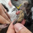 다나은동물병원 이미지