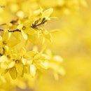 리틀모짜르트 피아노 연주회 이미지