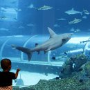 아쿠아리움 이미지