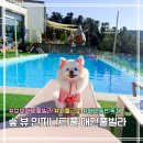 동백 숲속애견랜드 | 서울 근교 가평 숲 뷰 인피니트풀 | 보보 애견풀빌라
