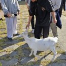 강경황산초등학교 이미지