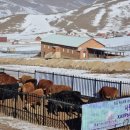 몽기총, 몽골 현지교회에 사랑의 소 전달식 가졌다 이미지