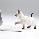 컴퓨터랑 스마트폰이랑 이미지