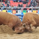 청도군-14 이미지