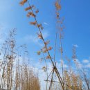 찾아가는 전래놀이 | 인스파이어 디스커버리파크, 아이랑 산책