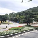 안산꽃