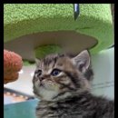 베베펫 천안 강아지분양 고양이분양 이미지