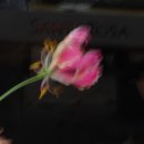 산타로사 이미지