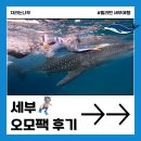 오고생이 | [세부 오모팩 후기] 고래상어부터 거북이까지 온 가족 힐링 여행