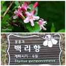 백리향 이미지