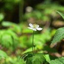 바람꽃의 종류 이미지