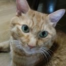 (주)에스에스오티코리아 이미지