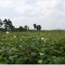 목화밭 이미지