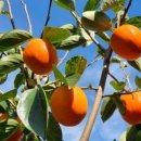 상서농장 이미지