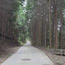 하동편백자연휴양림 이미지