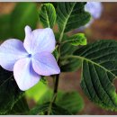 화명대천천 이미지