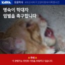 🆘(엄벌탄원서명) 부산사하구 고양이명숙이 폭행사건 (댓글에링크있음) 이미지