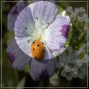 양세의원 | 안산 남원의 추억 세월호의 그날 바다