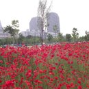 서울 여의도 한강 시민공원 이미지