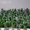 식물꽃나라 이미지