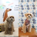 똥강아지애견샵 | 강남애견미용 압구정 필스타 말티푸 성견 베이비컷 스포팅 5mm 후기