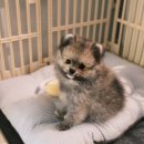 멍그라밍 이미지