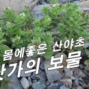 [모래지치, 사인초] 몸에 좋은 산야초/ 바닷가의 보물약초 만병통치약으로 부른다/ 위장질환, 혈전용해, 혈액순환 촉진에 매우 좋다 이미지