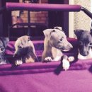 캡틴 켄넬 이미지