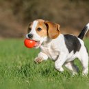 24시알파동물메디컬센터 이미지